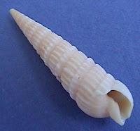 Auger Shell3