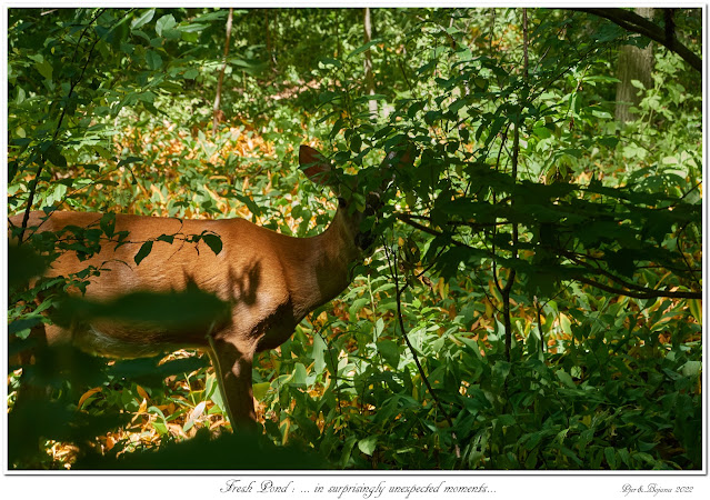 Fresh Pond: ... in surprisingly unexpected moments...