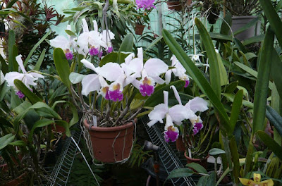 Cattleya mendelii care and culture