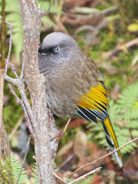 Elliot's Laughingthrush (Garrulax elliotii)