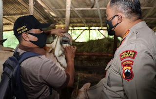 Antisipasi Virus PMK, Kapolres Bersama Dinas Peternakan Cek Pasar Hewan dan Peternakan di Demak