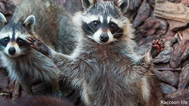 Where Do Raccoons Live?