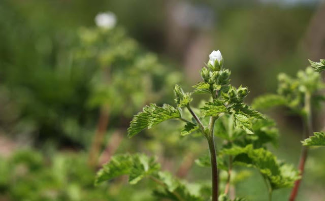 Potentilla Rupestris