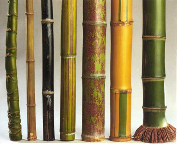 Bamboo Types7