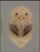 PUPA DEL PEQUEÑO ESCARABAJO DE LAS COLMENAS (Aethina tumida)