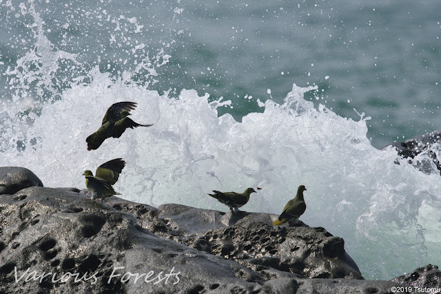 aobato(Green pigeon)