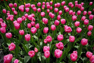 hinh nen hoa tulip , y nghia hoa tulip , hoa tulip dep , giá hoa tulip