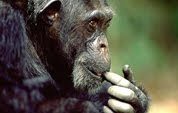 Chimpancé en estudio con cocaína empieza a mentir a su familia