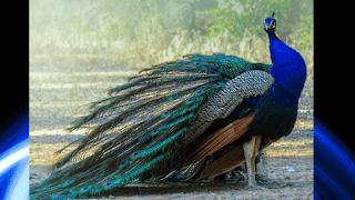 Peacock Peacock