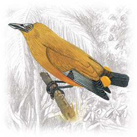 Pássaro-Boi (Perissocephalus tricolor) 