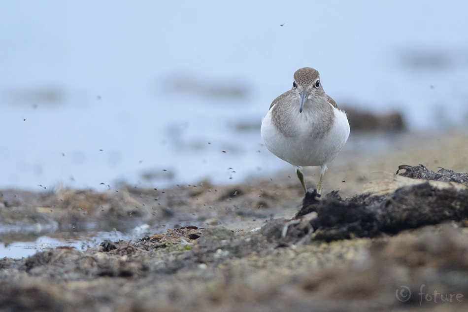 Vihitaja, Actitis hypoleucos, Common Sandpiper, Eurasian, jõgitilder, tilder, Tringa