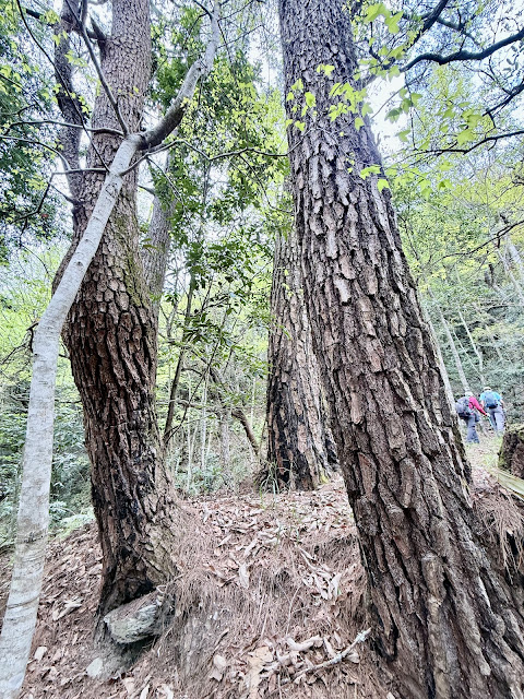 往合流點山