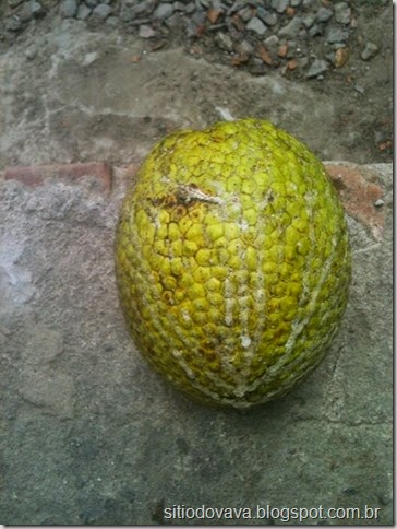 fruta pão
