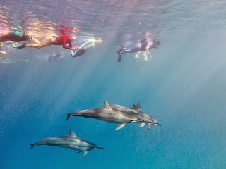 http://www.tropicallight.com/water/dolphins/11nov14dolphins/11nov14dolphins.html