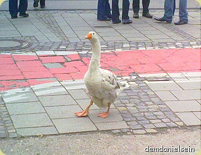 Gans