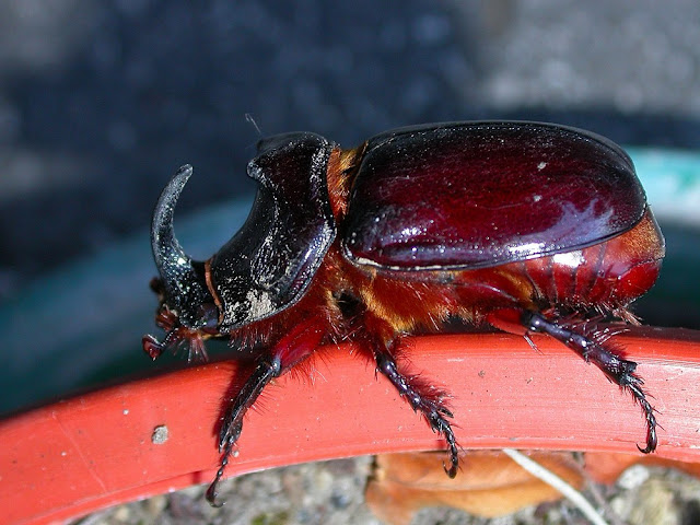 Oryctes nasicornis