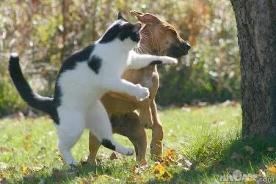 Cat Fight