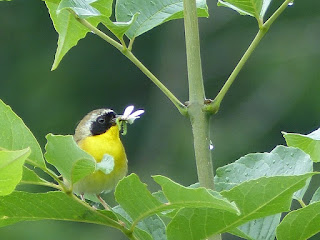 Paruline masquée - Geothlypis trichas