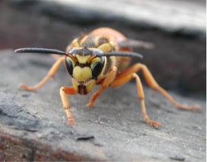 蜂 ハチ って英語で Bee Wasp Honey Drone Hornet Hymenoptera Yellow Jack 意味の違いと語源