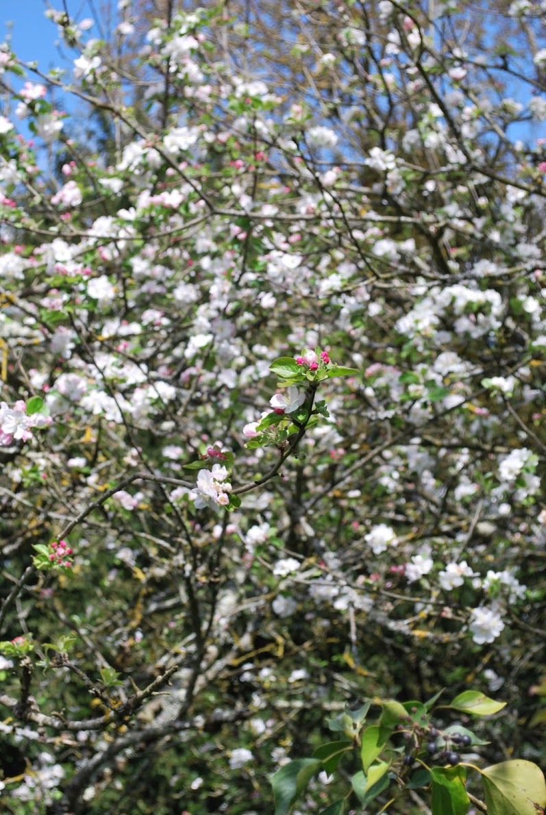 Pommier en fleur en bord de Sèvre nantaise