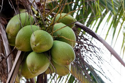 Rain-dappled green coconuts