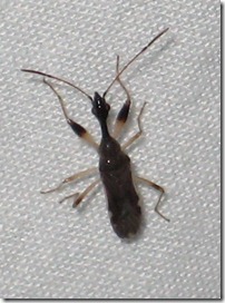 Myodocha serripes - Long-necked Seed Bug