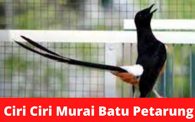 ciri-ciri-murai-petarung