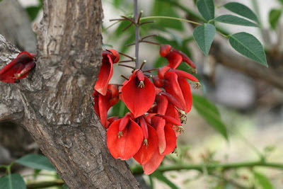 Seibo Erythrina crista-galli