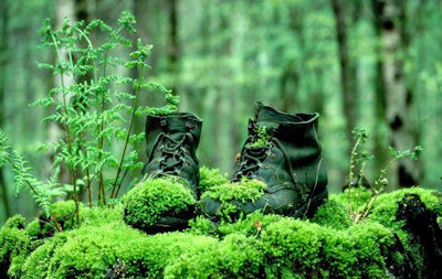 Botas olvidadas en el bosque cubiertas de musgo