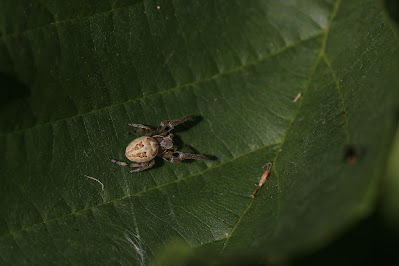 - Rietkruisspin - Larinioides cornutus