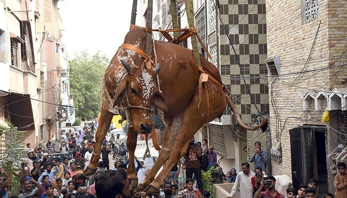 With the arrival of Eid-ul-Azha, the process of removing animals from the roofs begins