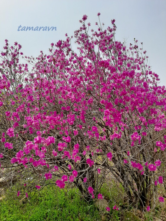 Рододендрон остроконечный (Rhododendron mucronulatum)