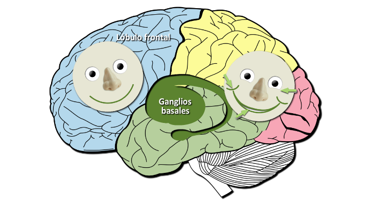 Sonrisas genuinas y fingidas en el cerebro