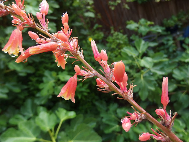 Hesperaloe flowers in the rain