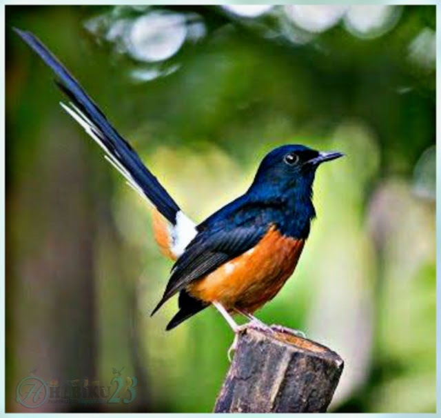 Ciri Burung Murai Batu Kalimantan