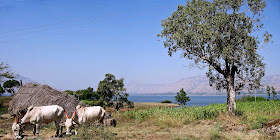 serene country scene with bullocks and hills