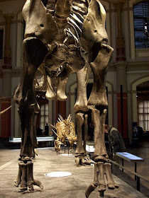 Dinosaurierskelette Museum für Naturkunde Berlin