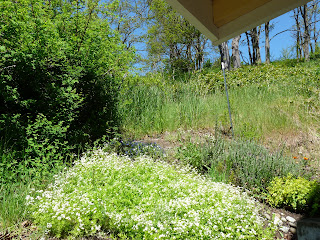 Green scenery next to Sequim vacation rental