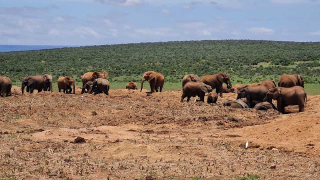 Elephants at Addo Elephant Park on NCL safari shore excursion