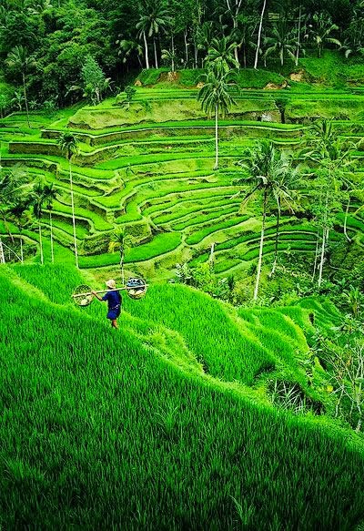 Ahh, I miss this way to much! Please take me back Rice terrace, near Ubud, Bali, Indonesia #Tegallalang