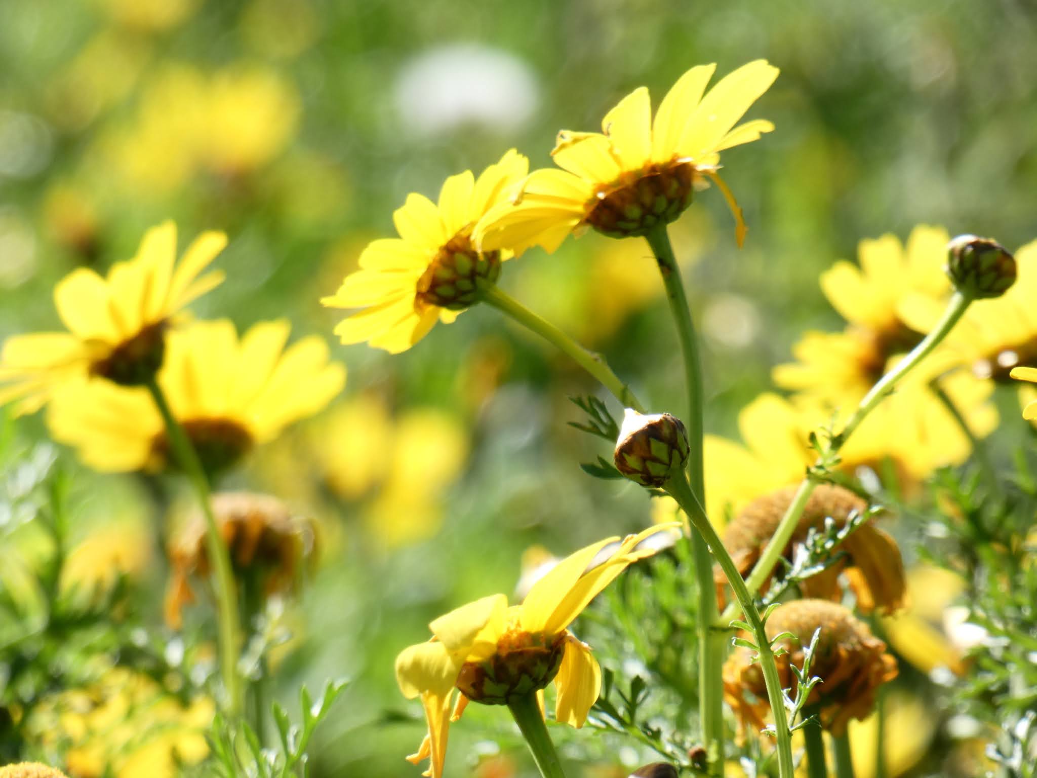 Sincerely Loree: Crown daisies