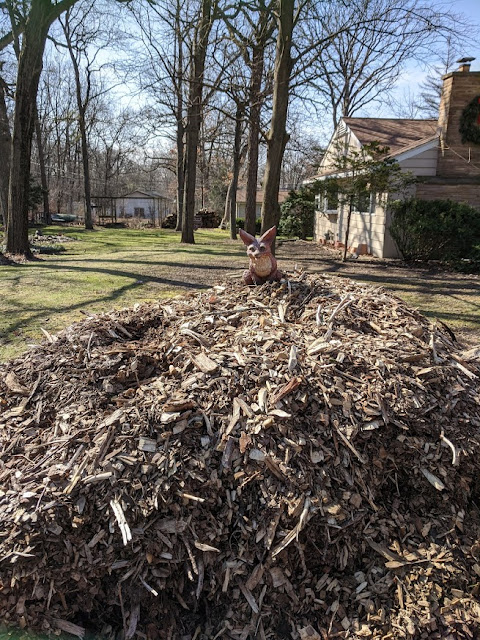 "King of the Hill" fox on top of a pile of wood chips. Image credit Kathy Steere.