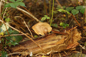 fungi on the forest floor