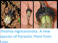 http://sciencythoughts.blogspot.co.uk/2017/09/thismia-nigricoronata-new-species-of.html