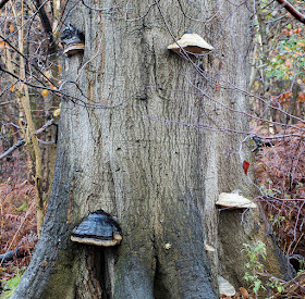 Fomes fomentarius, Hoof Fungus, in Knole Park, November 2015.