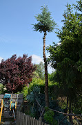 Maibaum. Eingestellt von elfi um 15:46