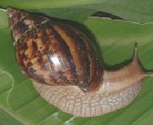 20+ Siput Bergerak Menggunakan, Ide Terkini!