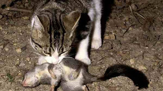 Australian wild cat