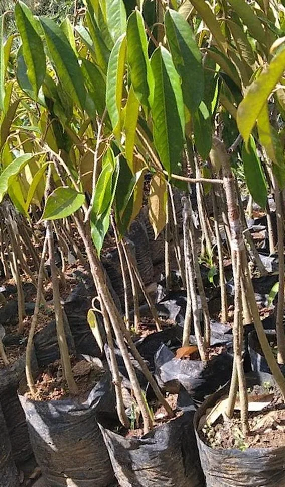 jual tanaman durian kaki 3 yang cepat berbuah Palangka Raya