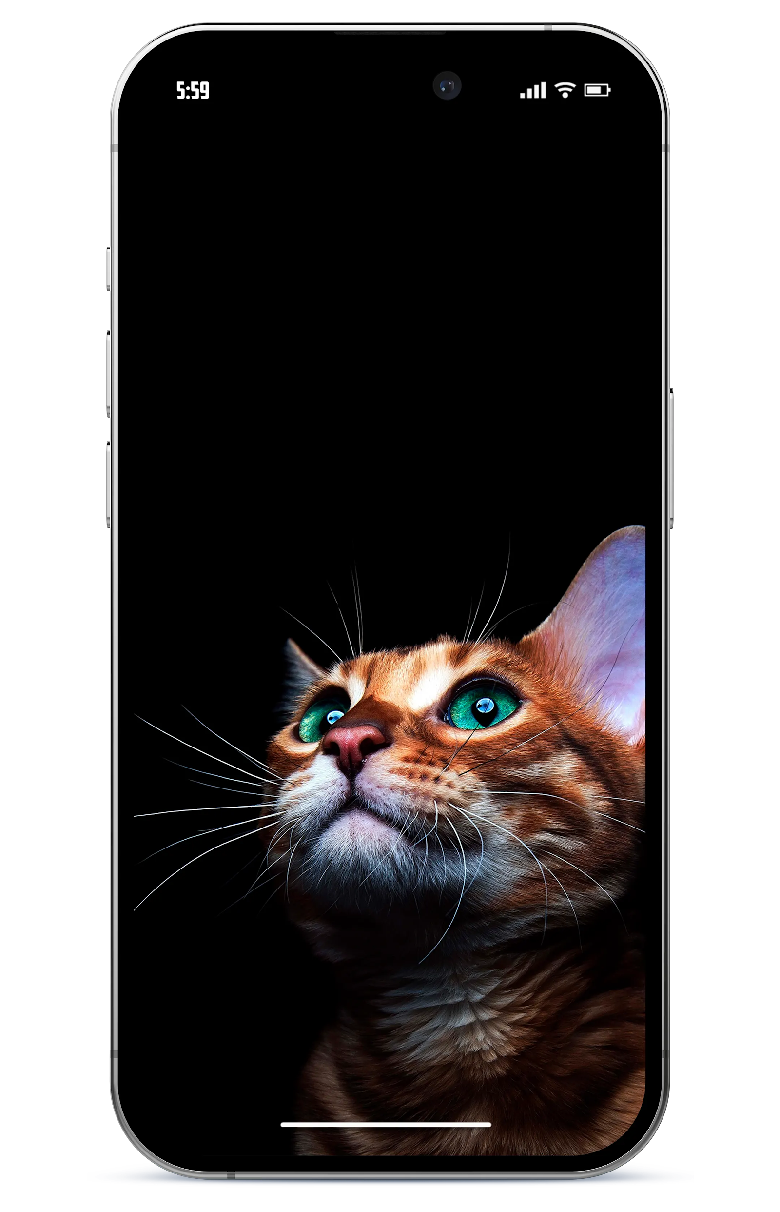 Cat Live Wallpaper for Android  Download the APK from Uptodown